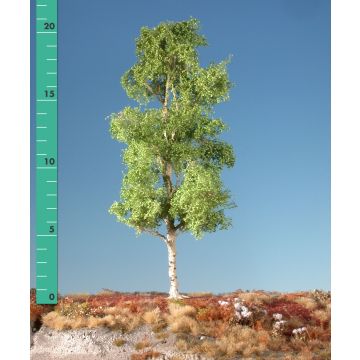 Silhouette Aspen - Spring - 1 (ca. 10-13cm) - N / Z (215-11)