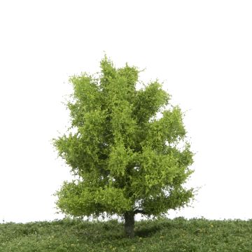 Silhouette Aspen - Spring - 12-16cm (215-41)