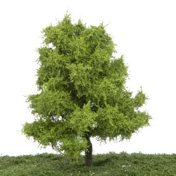 Silhouette Aspen - Spring - 17-22cm (215-51)