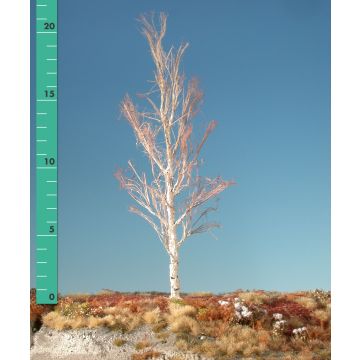 Silhouette Aspen - Barren - 2 (ca. 15-20cm) (215-20)