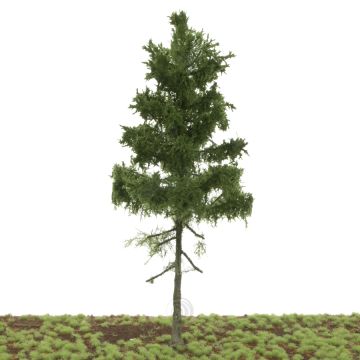 Silhouette Green spruce medium trunk - Summer - 35-39cm (279-000-3)