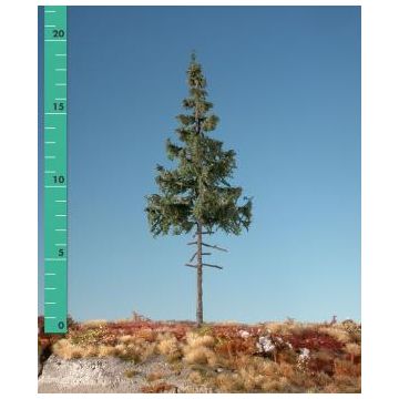 Silhouette Green spruce high trunk - Summer - 0 (< ca. 8cm) (174-02)