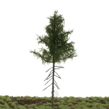 Silhouette Green spruce high trunk - Summer - 17-22cm (274-52)