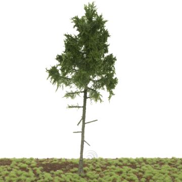 Silhouette Green spruce high trunk - Summer - 20-24cm (278-000-0)
