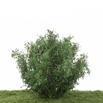 Silhouette Butterfly bush set - Dark purple (350-17)