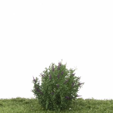 Silhouette Butterfly bush set - White/purple (351-06)