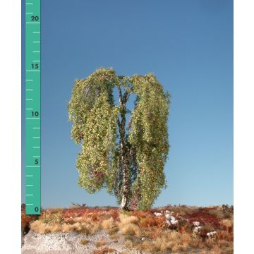 Silhouette Weeping birch - Early fall - 0 (< ca. 8cm) (211-03)