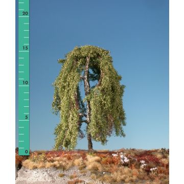 Silhouette Weeping birch - Early fall - 1 (ca. 10-13cm) - N / Z (211-13)