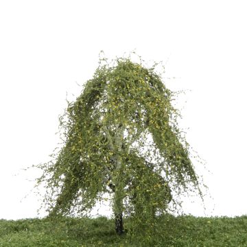 Silhouette Weeping birch - Early fall - 12-16cm (211-43)