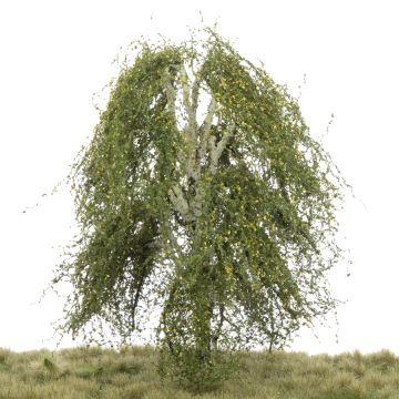 Silhouette Weeping birch - Early fall - 0 (< ca. 8cm) (211-63)