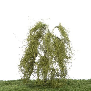 Silhouette Weeping birch - Spring - 12-16cm (211-41)