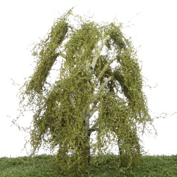Silhouette Weeping birch - Spring - 0 (< ca. 8cm) (211-61)