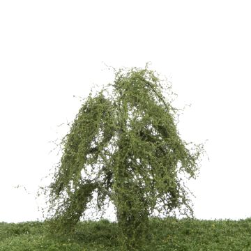 Silhouette Weeping birch - Summer - 12-16cm (211-42)
