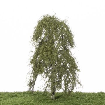 Silhouette Weeping birch - Summer - 0 (< ca. 8cm) (211-62)