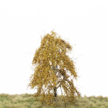 Silhouette Weeping birch - Late fall - 12-16cm (211-44)