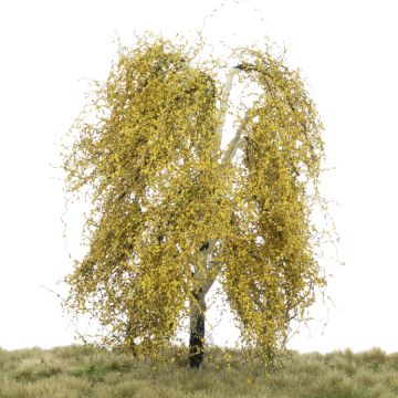 Silhouette Weeping birch - Late fall - 0 (< ca. 8cm) (211-64)