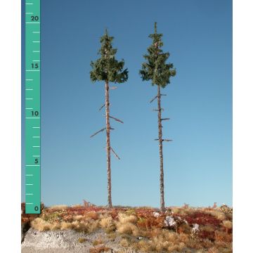 Silhouette Inside forest green spruce - Summer - 3 (ca. 22-29cm) - 1:45+ (275-32)