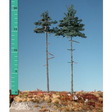 Silhouette Inside forest nordic fir - Summer - 2 (ca. 15-20cm) - H0 / TT (278-22)