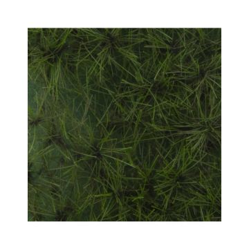 Silhouette Forest pine - Summer - ca. 15x4cm - 1:45+ (970-32S)