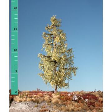 Silhouette Larch - Early fall - 1 (ca. 10-13cm) - N / Z (279-13)