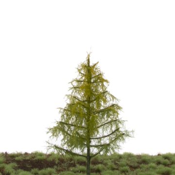 Silhouette Larch - Early fall - 12-16cm (279-43)