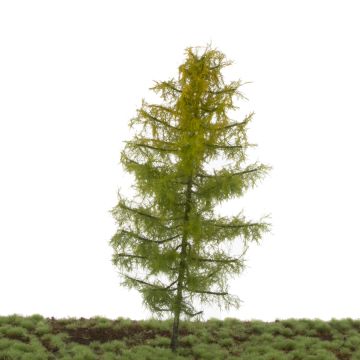 Silhouette Larch - Early fall - 17-22cm (279-53)