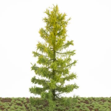 Silhouette Larch - Early fall - 35-39cm (283-000-3)