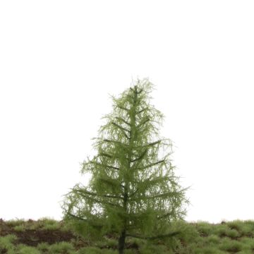 Silhouette Larch - Summer - 12-16cm (279-42)