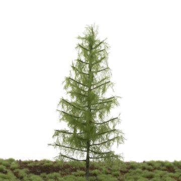 Silhouette Larch - Summer - 17-22cm (279-52)