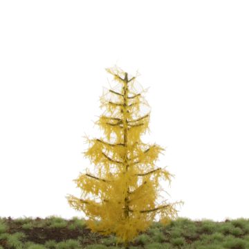 Silhouette Larch - Late fall - 12-16cm (279-44)