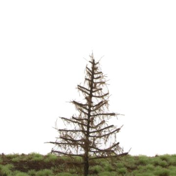 Silhouette Larch - Winter - 12-16cm (279-40)