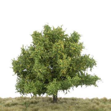 Silhouette Lime - Early fall - 3 (ca. 22-29cm) - 1:45+ (242-33)