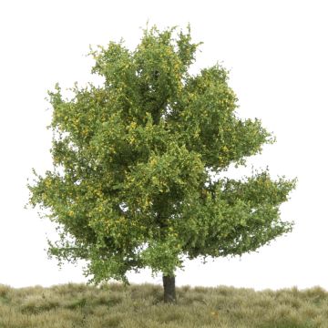 Silhouette Lime - Early fall - 17-22cm (242-53)