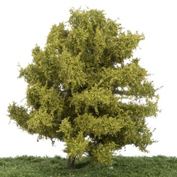 Silhouette Lime - Spring - 0 (< ca. 8cm) (242-61)