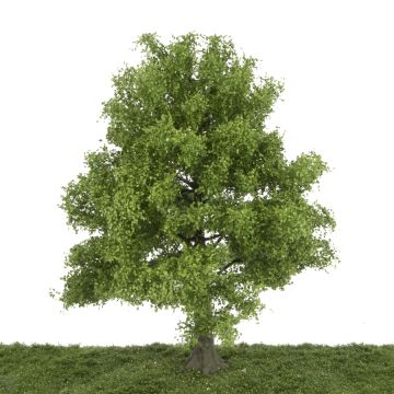 Silhouette Lime - Spring - 25-29cm (385-001-1)