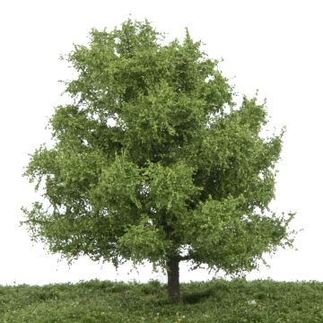 Silhouette Lime - Summer - 17-22cm (242-52)