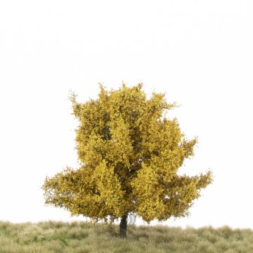 Silhouette Lime - Late fall - 12-16cm (242-44)