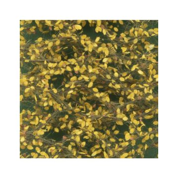 Silhouette Linde foliage - Late Fall - ca. 50 x31,5 cm - H0 / TT (942-24H)