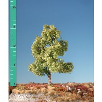 Silhouette Moor birch - Spring - 1 (ca. 10-13cm) - N / Z (110-11)