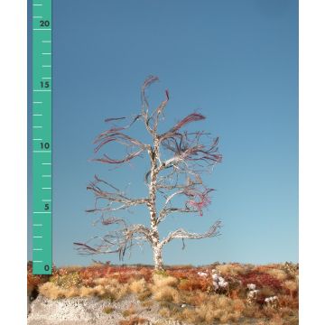 Silhouette Moor birch - Barren - 1 (ca. 10-13cm) (210-10)
