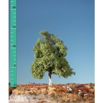 Silhouette Moor birch - Summer - 1 (ca. 10-13cm) - N / Z (110-12)