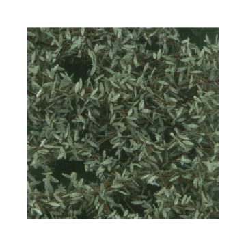 Silhouette Olive tree foliage - Summer - ca. 15x4cm - H0 / TT (945-22S)