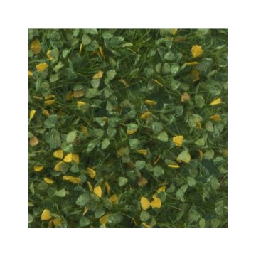 Silhouette Lombardy poplar foliage - Early fall - ca. 27x16,5cm - 1:45+ (913-33)