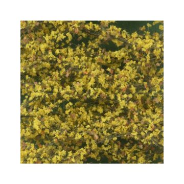 Silhouette Lombardy poplar foliage - Late fall - ca. 27x16,5cm - N / Z (913-14)