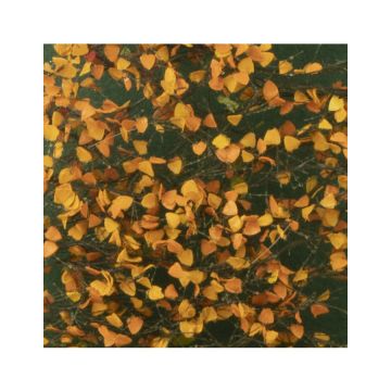 Silhouette Lombardy poplar foliage - Late fall - ca. 15x4cm - 1:45+ (913-34S)