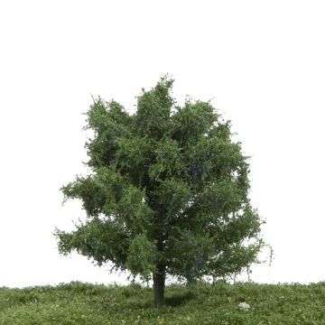 Silhouette Plum tree - Summer - 12-16cm (229-42)