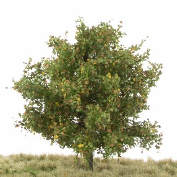 Silhouette Plane tree - Early fall - 12-16cm (233-43)
