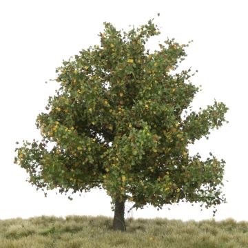Silhouette Plane tree - Early fall - 0 (< ca. 8cm) (233-63)