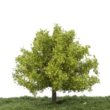 Silhouette Plane tree - Spring - 12-16cm (233-41)