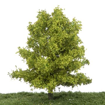 Silhouette Plane tree - Spring - 0 (< ca. 8cm) (233-61)